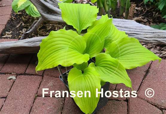 Hosta Valley's Lemon Limbo